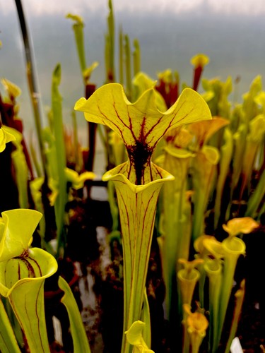 Sarracenia flava var - flava, ornata