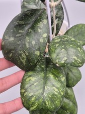 Hoya (Wax Plant) Deykeae