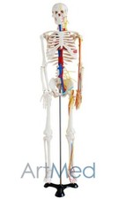85cm Skeleton With Nerves and