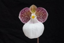 Paphiopedilum micranthum v