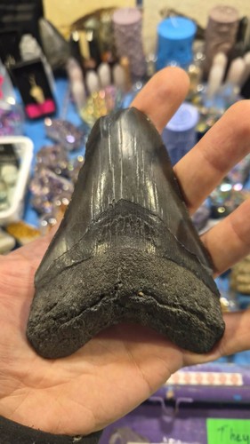 Megalodon tooth 4 inches - 4,