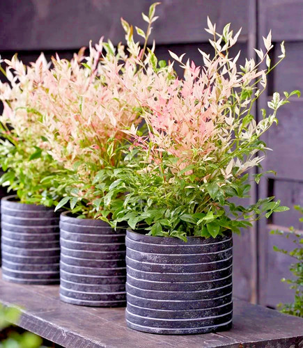 Nandina domestica twilight - nandina,