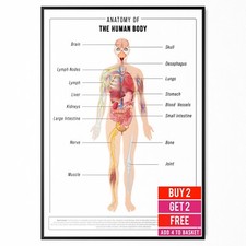 Human anatomy educational - human,