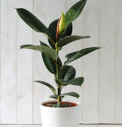 Indian rubber plant easy - rubber,