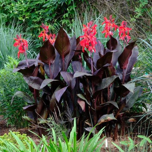 Canna red futurity - futurity, 2l