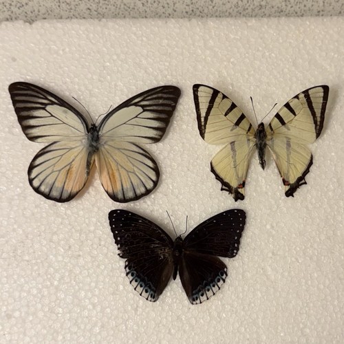 Entomology butterfly specimen - entomology,