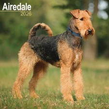 Airedale Terrier Calendar 2026