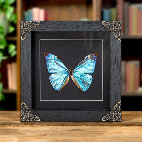 Zephyritis morpho butterfly - morpho,