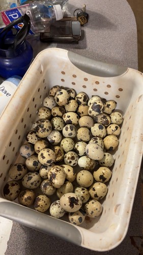 Fresh quail eggs - for, sale