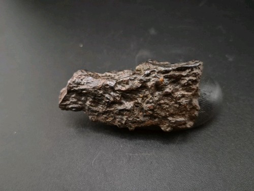 Fossil dinosaur permineralized - fossil,