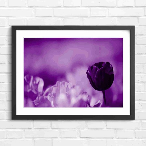 Bold purple tulip yellow - purple,