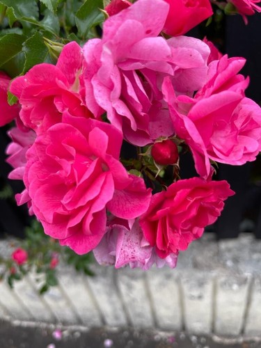 Pink rose plant - (bush),