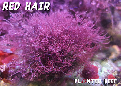 Codium frag macro - codium,