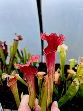 Sarracenia Oreophila x Asbo 02 (carnivorous plant)