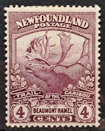 Newfoundland 1919 contingent - newfoundland,