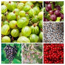 RARE CURRANT AND GOOSEBERRY