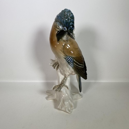 Karl ens jay - jay, bird