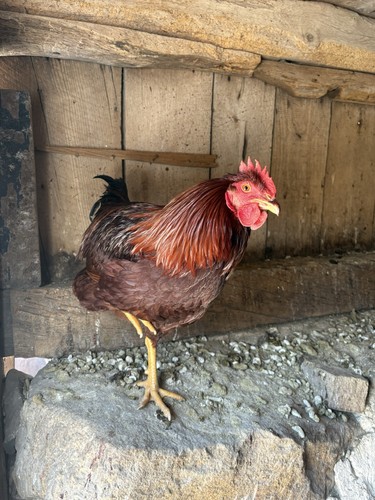Rhode island red hatching - rhode, eggs