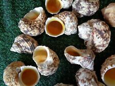 10 TURBO GOLDMOUTH SEA SHELLS