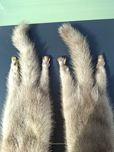 Vintage 1950s real - mink, fur