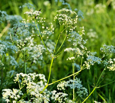 150x Cow Parsley Seeds – UK