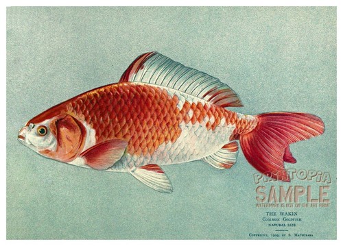 Wakin common goldfish - common,
