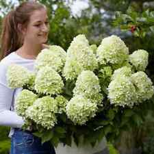 Hydrangea Dwarf (Little Spooky) Rare 3 litre pot Flowering Plants To Your Door