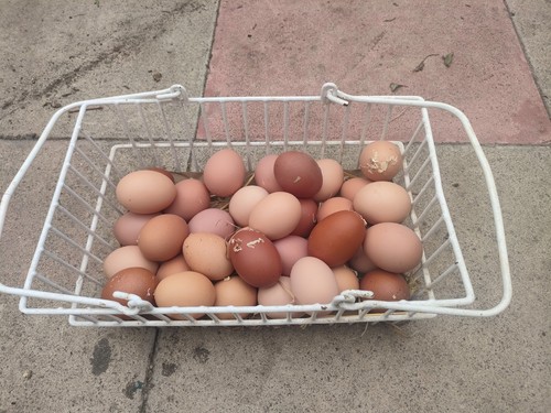 Free range fresh chicken - 6,