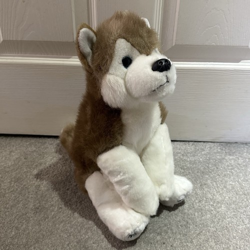 Lapland hunaja husky - uk, dog