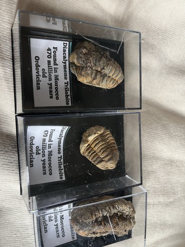 Pack three morrocon - pack,