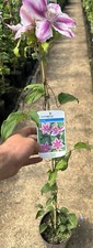 Clematis 'Carnaby'