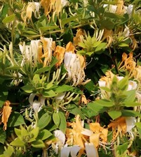 1 Lonicera japonica Halliana