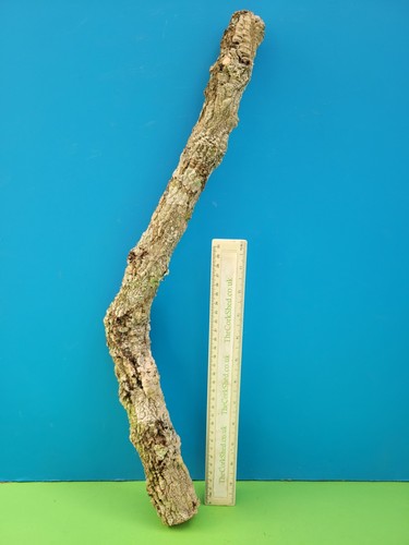 Cork bark branch 54cm snake - 54cm,