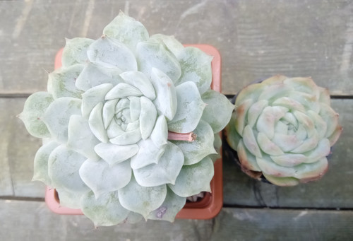 Echeverias poseidon and - echeverias,
