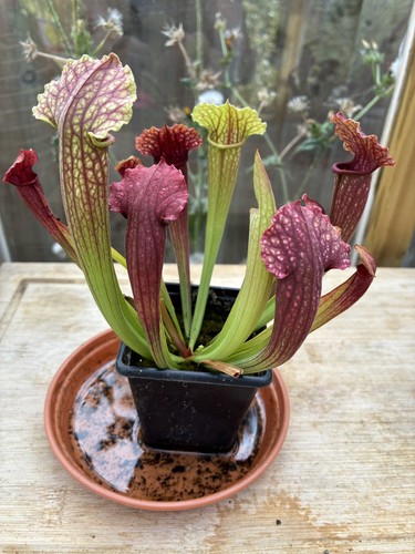 Trumpet pitcher sarracenia - trumpet,