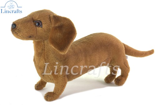 Hansa dachshund puppy 7457 - dachshund,