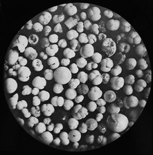 Foraminifera 565 fathoms - foraminifera,