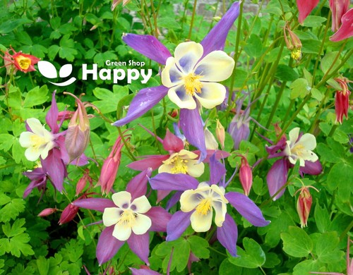 Columbine flower mrs scott - mrs,