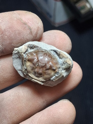 Tiny pulalius vulgaris - vulgaris, crab