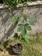 Sycamore Tree, Acer Pseudoplatanus.  In 5 Litre Pot. 2 Years Old, 95cm Tall