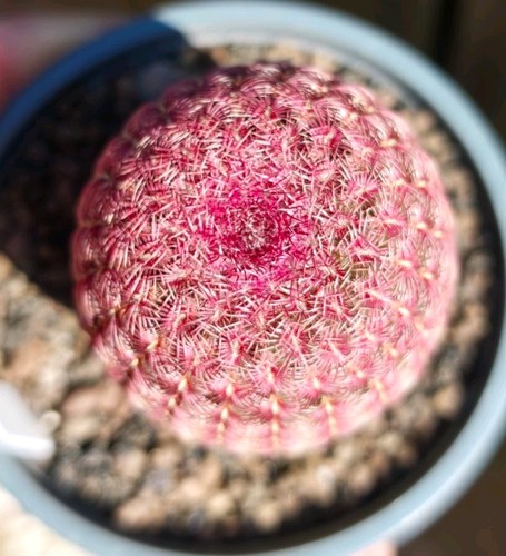 Echinocereus rigidissimus - echinocereus,