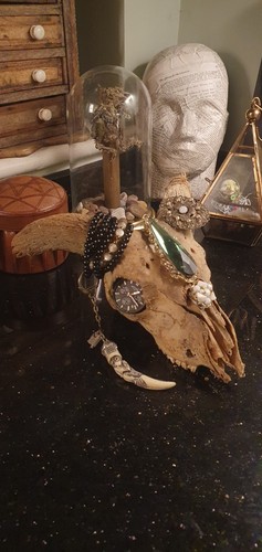 Ram skull taxidermy - ram,