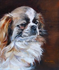 Tibetan Spaniel Signed Dog