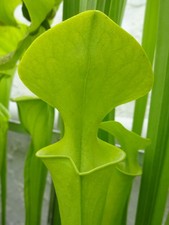 Sarracenia Flava