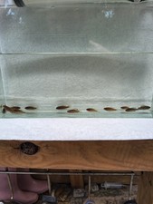 12 Evergladei Pygmy Sunfish