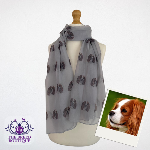 Cavalier king charles - cavalier,