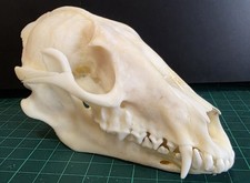 Real Tanuki / Racoon dog Skull