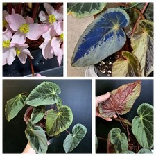Rare Begonia Silver Edge