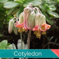 Rare Cotyledon Succulent Seeds