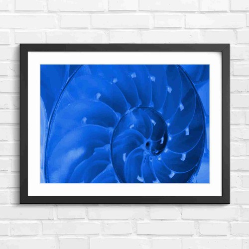 Natural nautilus shell spiral - natural,